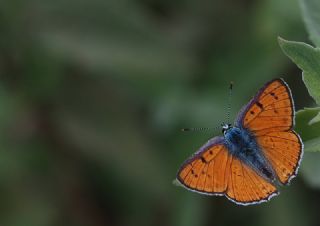 Byk Mor Bakr Gzeli (Lycaena alciphron)