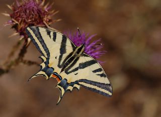 Kaplan Krlangkuyruk (Papilio alexanor)