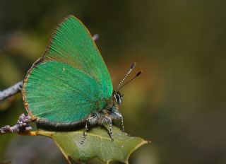 Byk Zmrt (Callophrys herculeana)