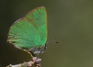 Byk Zmrt (Callophrys herculeana)