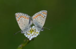 okgzl Esmer (Aricia agestis)