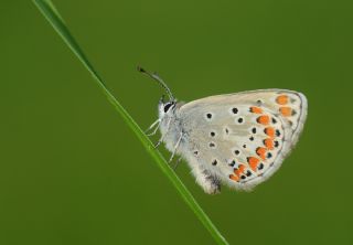 okgzl Esmer (Aricia agestis)