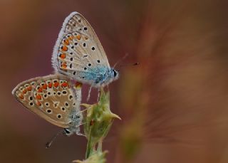 okgzl Mavi (Polyommatus icarus)