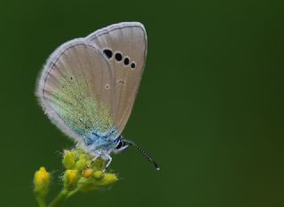 Karagz Mavisi (Glaucopsyche alexis)