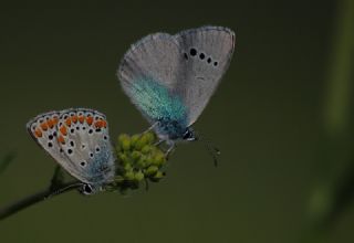 Karagz Mavisi (Glaucopsyche alexis)