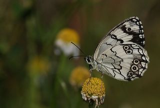 Anadolu Melikesi (Melanargia larissa)