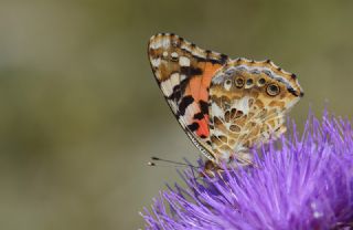 Diken Kelebei (Vanessa cardui)