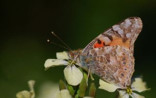 Diken Kelebei (Vanessa cardui)