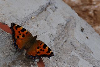 Karaaa Nimfalisi (Inachis polychloros)