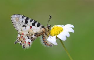 Orman Fistosu (Allancastria  cerisyi)