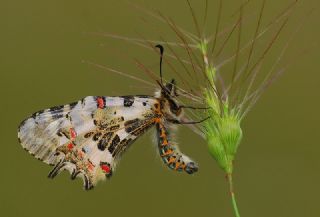Orman Fistosu (Allancastria  cerisyi)