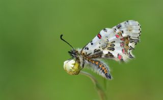 Orman Fistosu (Allancastria  cerisyi)