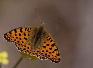 spanyol Kraliesi (Issoria lathonia)