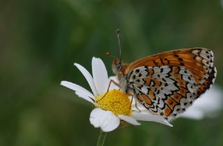 parhan (Melitaea cinxia)