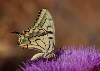 Krlangkuyruk (Papilio machaon)