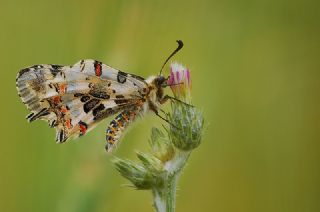 Orman Fistosu (Allancastria  cerisyi)