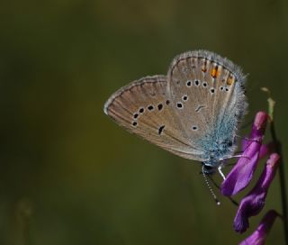 okgzl Gzel Mavi (Polyommatus bellis)