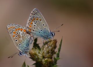 okgzl Meneke Mavisi (Polyommatus thersites)