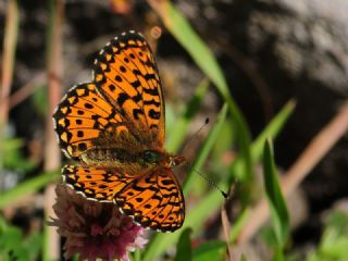 Beyaz �nci&nbsp;(Clossiana&nbsp;euphrosyne)