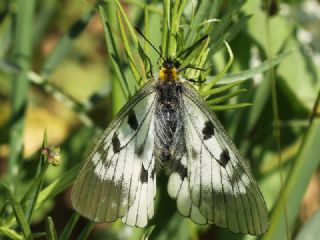 Dumanl Apollo (Parnassius mnemosyne)