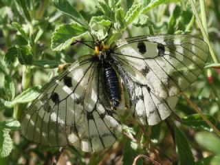 Dumanl Apollo (Parnassius mnemosyne)