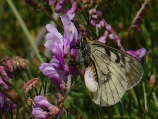 Dumanl Apollo (Parnassius mnemosyne)