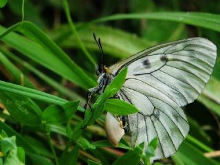 Dumanl Apollo (Parnassius mnemosyne)