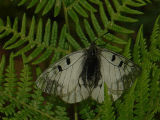 Dumanl Apollo (Parnassius mnemosyne)