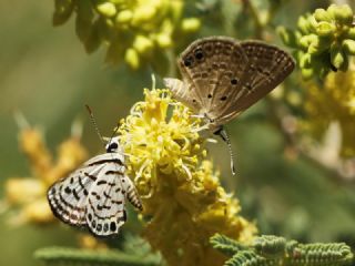 Balkan Kaplan (Tarucus balkanicus)