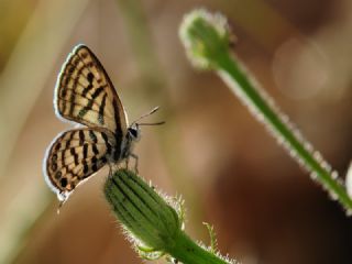 Balkan Kaplan (Tarucus balkanicus)