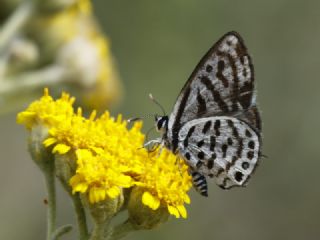 Balkan Kaplan (Tarucus balkanicus)