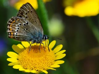 K���k Benekli Sevbeni&nbsp;(Satyrium&nbsp;ledereri )