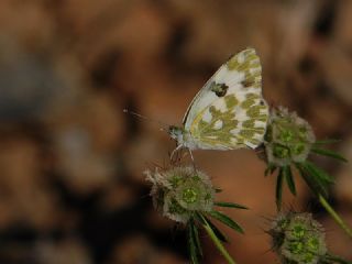 Yeni Beneklimelek (Pontia edusa)