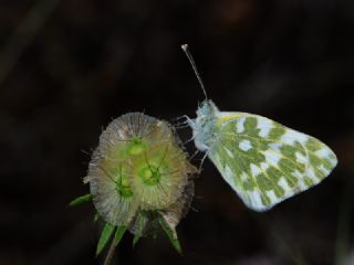 Yeni Beneklimelek (Pontia edusa)