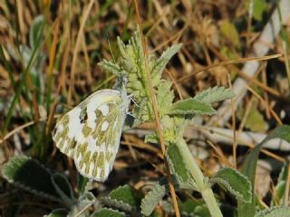 Yeni Beneklimelek (Pontia edusa)