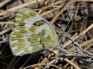 Yeni Beneklimelek (Pontia edusa)