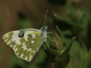 Yeni Beneklimelek (Pontia edusa)