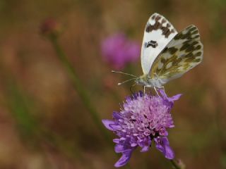 Yeni Beneklimelek (Pontia edusa)