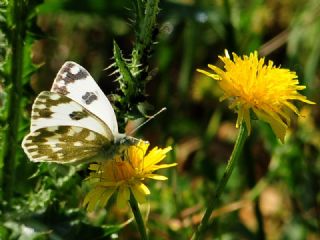 Yeni Beneklimelek (Pontia edusa)