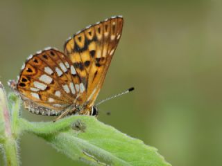 ncili Kelebek (Hamearis lucina)