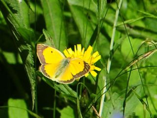 Sar Azamet (Colias croceus)