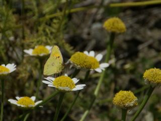Sar Azamet (Colias croceus)
