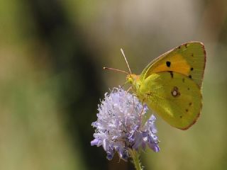 Sar Azamet (Colias croceus)