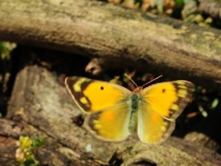 Sar� Azamet&nbsp;(Colias&nbsp;croceus)
