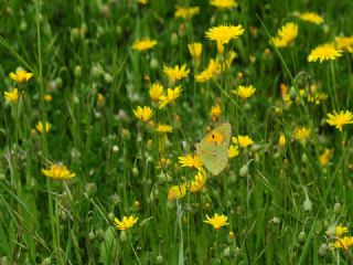 Sar Azamet (Colias croceus)