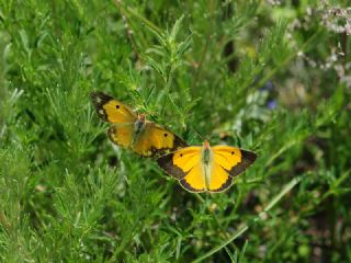 Sar� Azamet&nbsp;(Colias&nbsp;croceus)