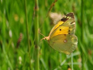 Sar Azamet (Colias croceus)