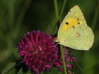 Sar Azamet (Colias croceus)