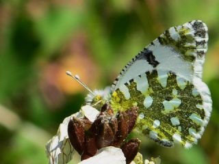 Da Oykls (Euchloe ausonia)