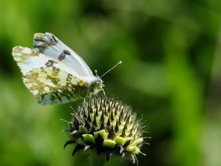 Da� Oykl�s��&nbsp;(Euchloe&nbsp;ausonia)